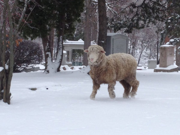 Flint Michigan 2013 Christmas Runaway Sheep 