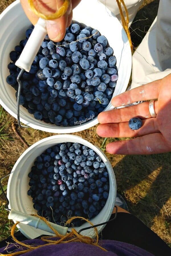 7.5 lbs of fresh picked blueberries from Montrose Orchards for gluten free blueberry muffins