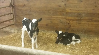 Dairy Farm Newborn Twin Calves