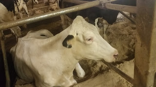 Dairy Farm Cows Have No Teeth