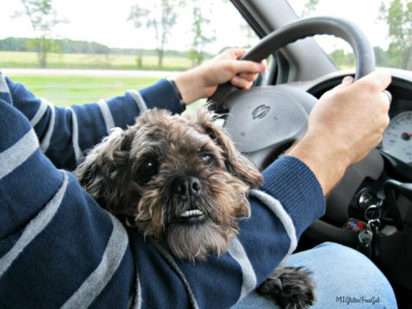 Dog Lover Midnight driving with Brad