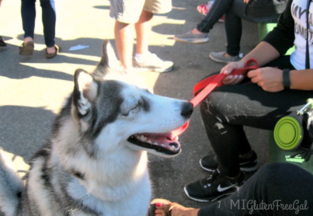 Yates Cider Mill dog