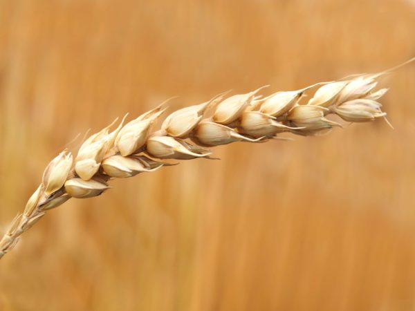 gluten free oats grain closeup 