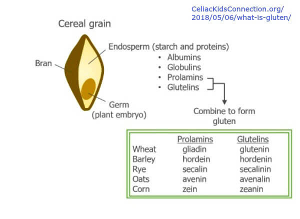 Celiac Kids Connection What is gluten 